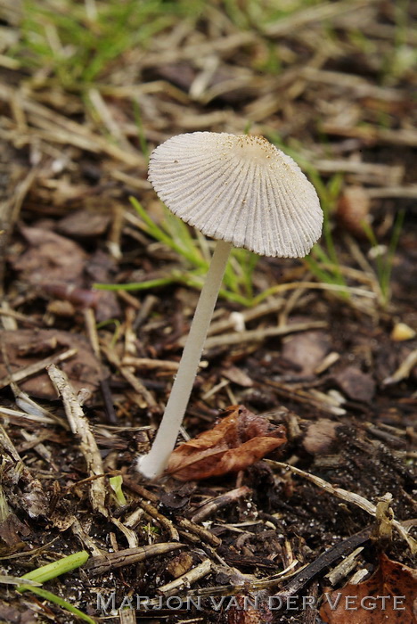 Kleine viltinktzwam - Coprinellus xanthothrix